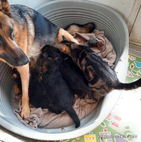 Bébé chiot type berger australien lof 