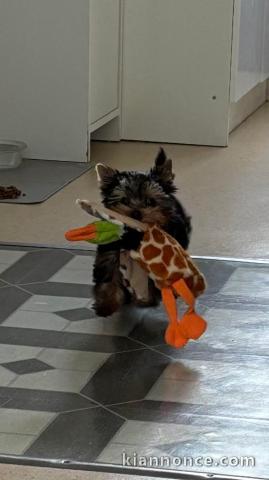 chiots Yorkshire à donner mâle 