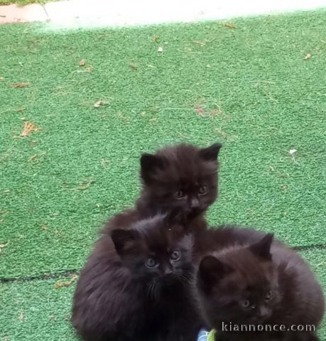 Chaton noir contre bons soins disponible 