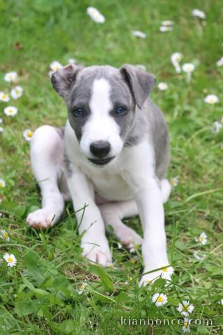 chiots whippet a donner 