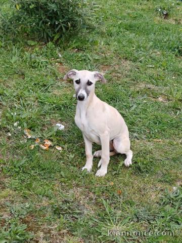 Je donne chiot whippet disponible 