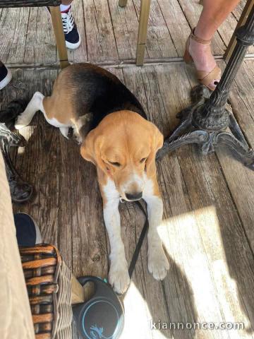 Je donne chiot beagle disponible 