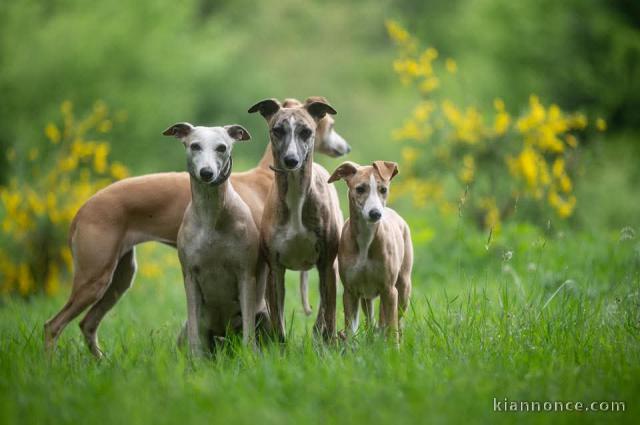 Adopter chiot whippet disponible 