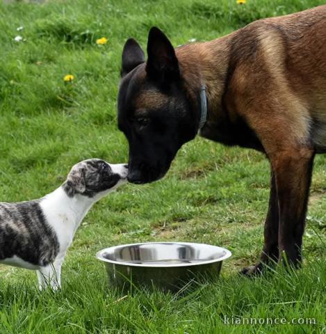 Je donne chiot disponible 