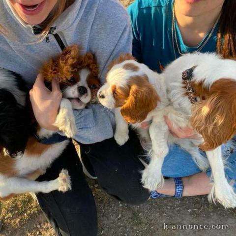 Chien cavalier king charle à adopter 