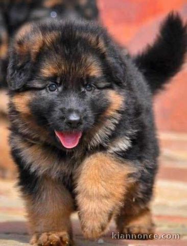 Je donne chiot type berger allemand 