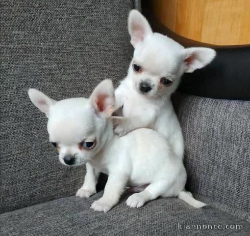 Chiots chihuahua à adopter 