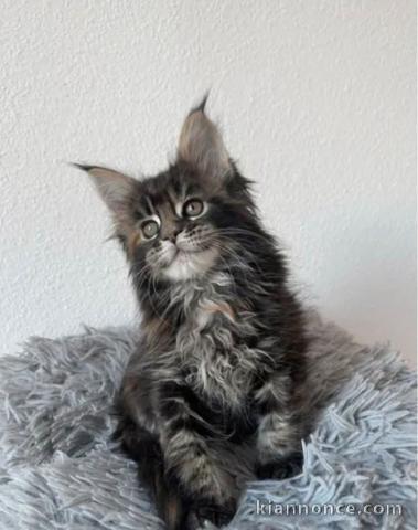 Chaton Maine coon à donner 