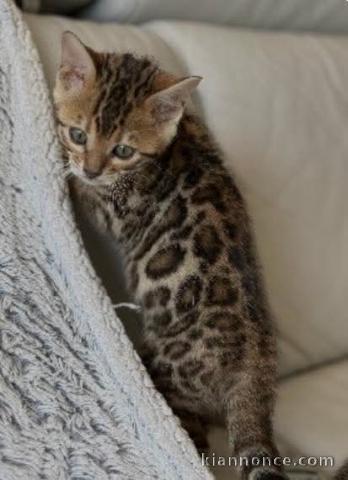 Bébé chaton Bengal pour adoption 