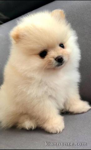 Chiots spitz allemand race pure a donner 