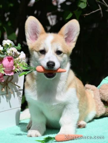 Chiots Welsh Corgi Pembroke