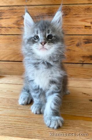 Adopter chaton Maine coon adorable 