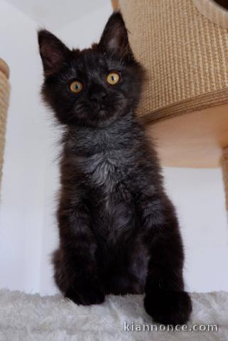 Bébé chaton Maine coon adorable 