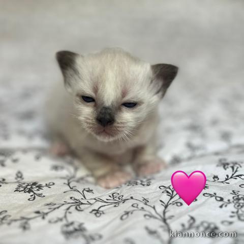 Bébé chaton sacré brimanie a donner 