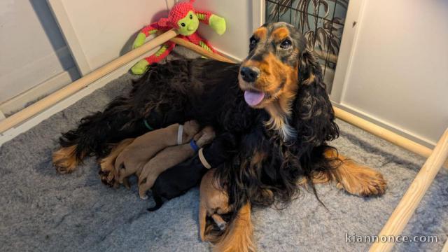 chiot cocker a donner contre bon soin 