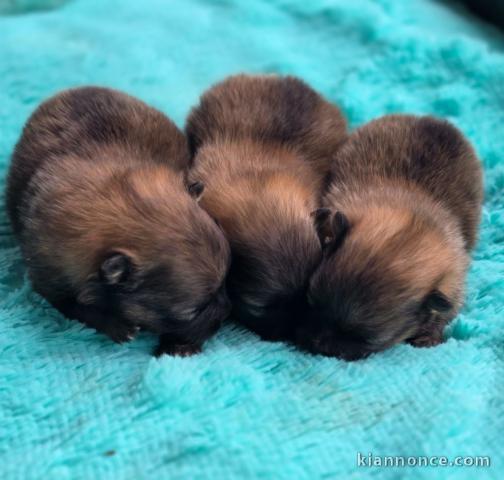 Bébé chiot spitz allemand race pure a donner 