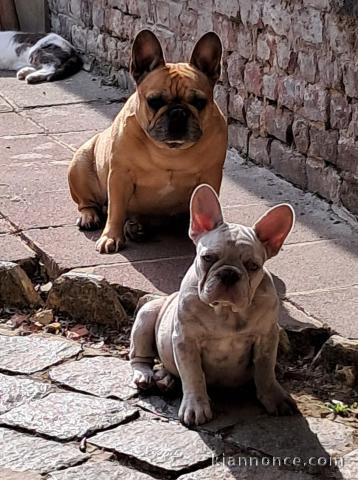 Chiots bouledogue français à donner 