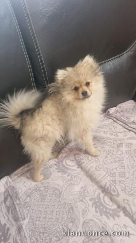 chiots spitz allemand race pure 