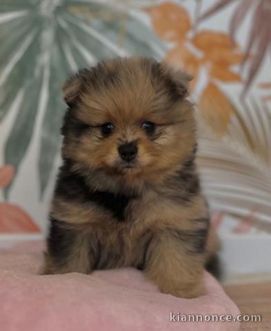 chiots spitz allemand à adopter 