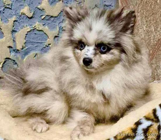 Adopter chiot spitz allemand 