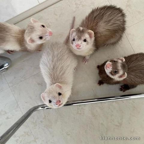 Furet a donner contre bon soin 