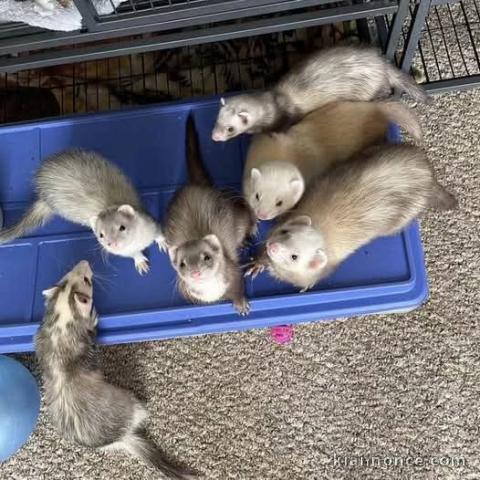 Adoption furets femelle et mâle disponible 