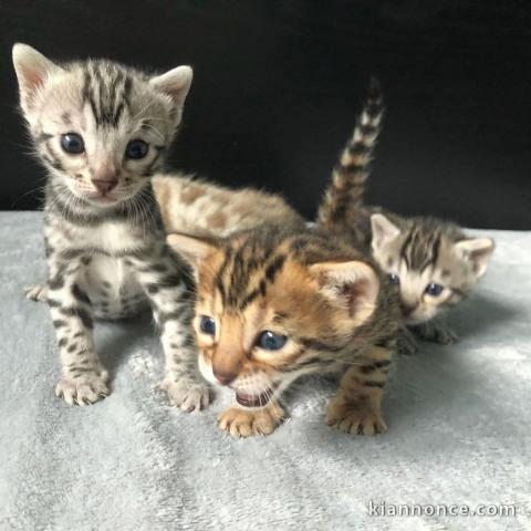 Bébé chaton Bengal disponible pour adoption 