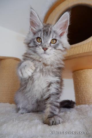 je donne chaton Maine coon disponible 