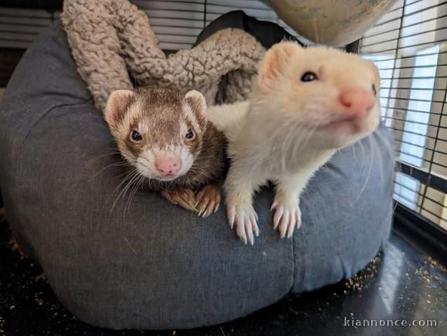 furet a donner contre bon soin 