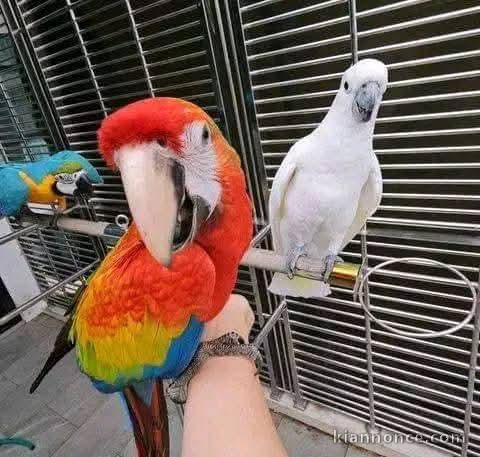 perroquet gris Gabon disponible pour adoption 