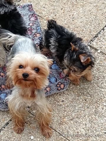 chiots Yorkshire à donner 