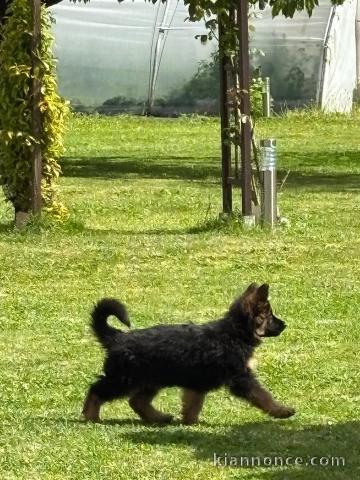 berger allemand disponible pour adoption 