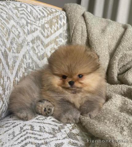 adopter chiot spitz nain disponible 