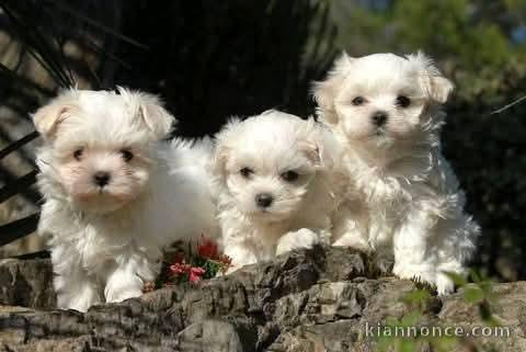 Bébé chiot bichon maltais à adopter 