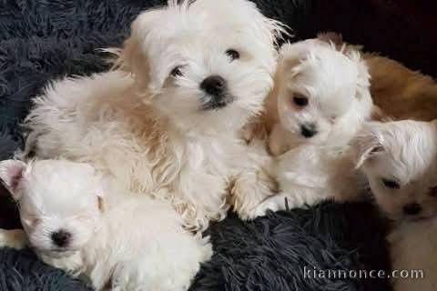 Adoption chiot bichon maltais disponible 