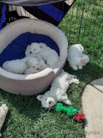 Bébé chiot bichon maltais disponible 