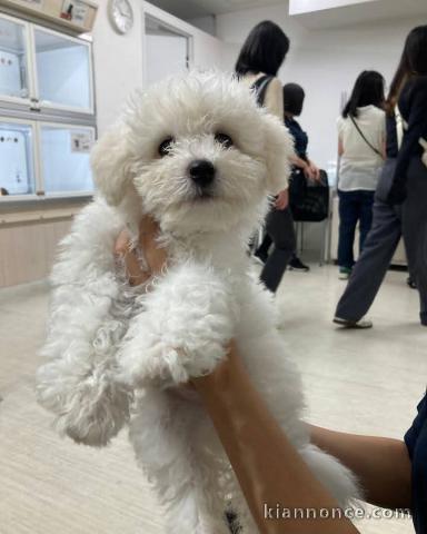 Chiots bichon maltais femelle a donner 
