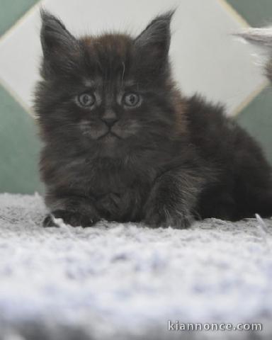 Je donne chaton Maine coon adorable 