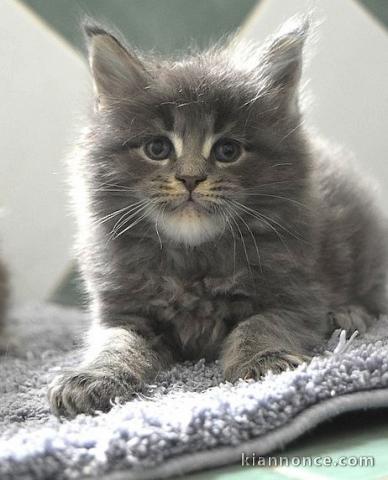 Bébé chaton Maine coon mâle 