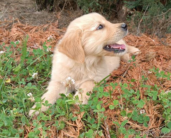 Bébé chiot golden retriever mâle a donner 