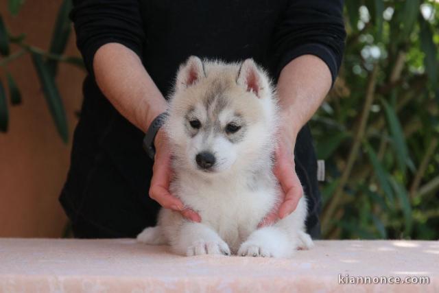 Chiots husky sibérien à donner 