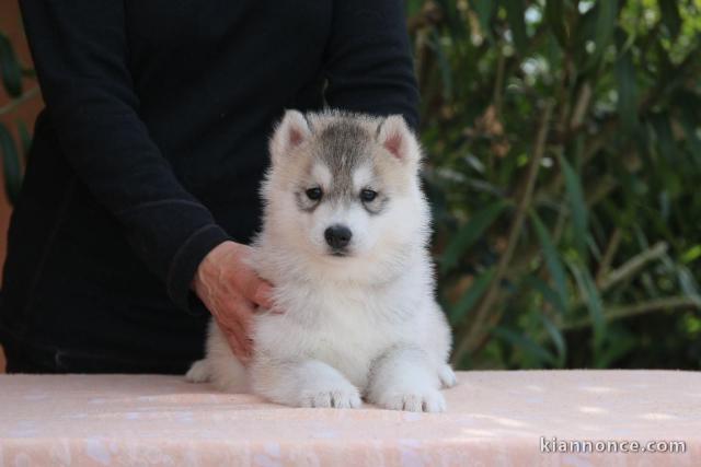 Je donne chiot husky sibérien 