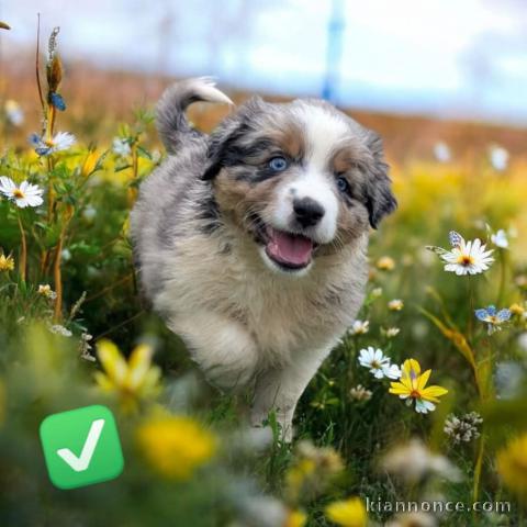 Chiots berger australien a donner 