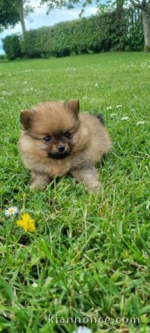 chiots spitz allemand race pure 
