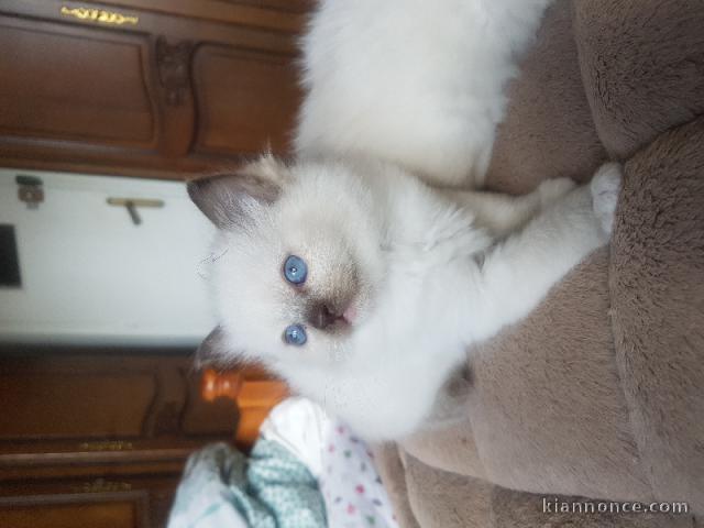 Adoption chatons ragdoll mâle 