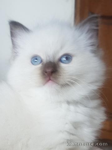 Bébé chaton ragdoll femelle à donner 