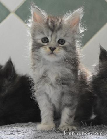 Chaton Maine coon adorable 