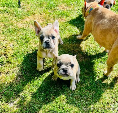 chiots bulldog français a donner 
