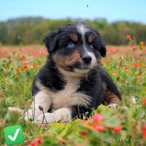 chiots berger australien lof à donner 