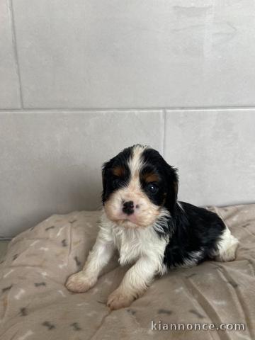 Adorable chiot cavalier king charle 